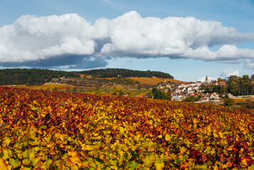Fototapeta premium un paysage de vignoble automnal. Des vignes en automne. La Côte-d'Or en automne. La Bourgogne et ses vignes dorées pendant l'automne. Des collines couvertes de vignes en automne. Le temps des vendange