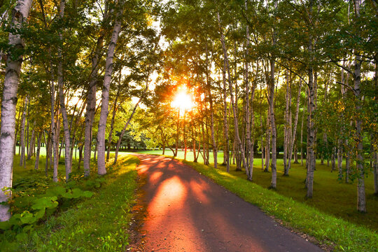 sunset in the park