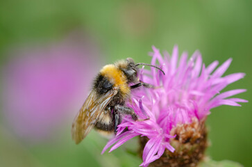 A bee on a pink flower