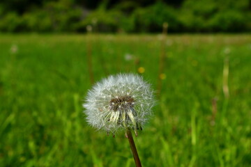 Dandelion flower one summer day. Ready to fly away. Close up and isolated. Blurred background. Stockholm, Sweden.