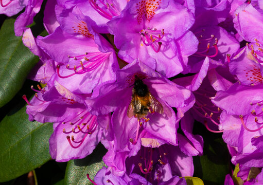 Bumblebee busy collecting pollen from a pink Rhododendron flower.