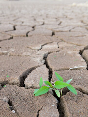 Hierba verde brotando entre las grietas de un suelo seco