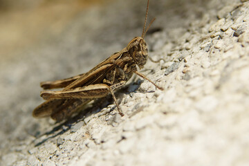 konik polny © Henryk Olszewski