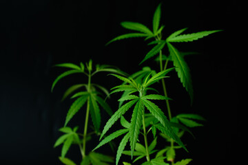 Seedlings Young Shoots Cannabis Leaves Hemp Leaves Herb Plant Green Beautiful Dark Background