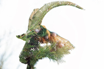Double exposition personnage et nature : bouc et cyprès.