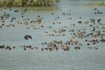 White-faced whistling ducks Dendrocygna viduata. Oiseaux du Djoudj National Park. Saint-Louis. Senegal.