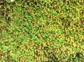 green moss background