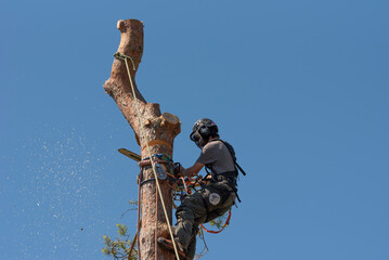 Hampshire, England, UK. 2022. Tree surgeon felling a Scots Pine tree