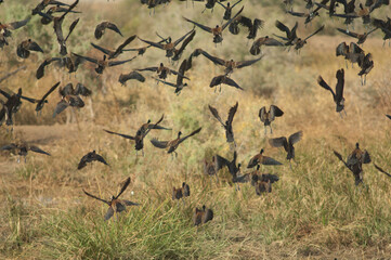 White-faced whistling ducks Dendrocygna viduata taking flight. Oiseaux du Djoudj National Park....