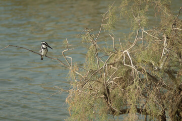 Male pied kingfisher Ceryle rudis. Oiseaux du Djoudj National Park. Saint-Louis. Senegal.