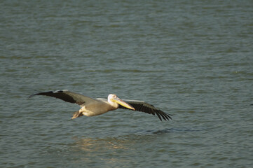 Fototapeta na wymiar Great white pelican Pelecanus onocrotalus. Oiseaux du Djoudj National Park. Saint-Louis. Senegal.