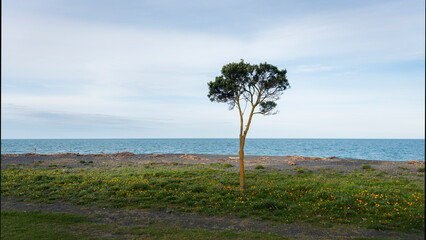 A lone tree standing by the beach, Napier Marine Parade seafront, Hawke’s bay.