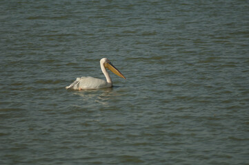 Great white pelican Pelecanus onocrotalus. Oiseaux du Djoudj National Park. Saint-Louis. Senegal.