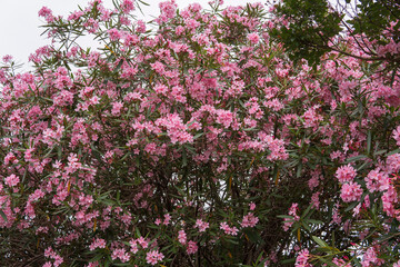 ピンクの花が沢山咲いたキョウチクトウ（ Nerium oleander var....