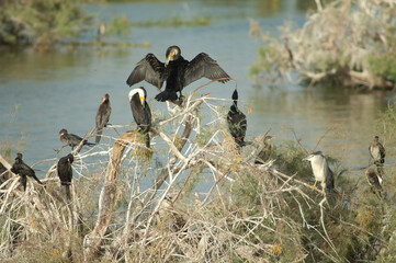 Great cormorants, reed cormorants and black-crowned night heron. Oiseaux du Djoudj National Park. Saint-Louis. Senegal.