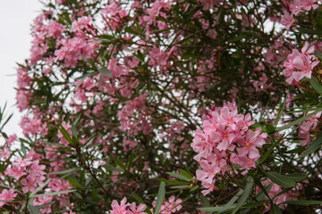 ピンクのキョウチクトウ（ Nerium oleander var. indicum）をクローズアップ／キョウチクトウ科