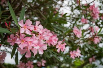 ピンクのキョウチクトウ（ Nerium oleander var....