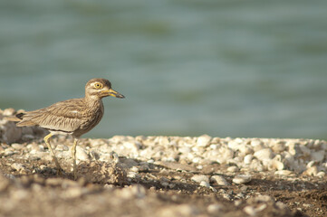 Senegal thick-knee Burhinus senegalensis in Oiseaux du Djoudj National Park. Saint-Louis. Senegal.