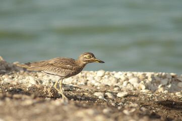 Senegal thick-knee Burhinus senegalensis in Oiseaux du Djoudj National Park. Saint-Louis. Senegal.