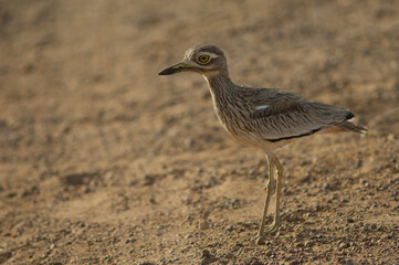 Senegal thick-knee Burhinus senegalensis in Oiseaux du Djoudj National Park. Saint-Louis. Senegal.
