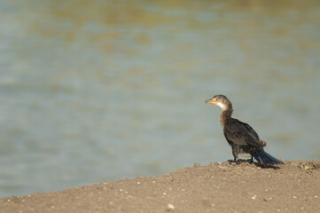 Reed cormorant Microcarbo africanus. Oiseaux du Djoudj National Park. Saint-Louis. Senegal.