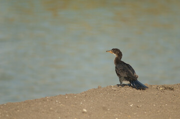 Reed cormorant Microcarbo africanus. Oiseaux du Djoudj National Park. Saint-Louis. Senegal.