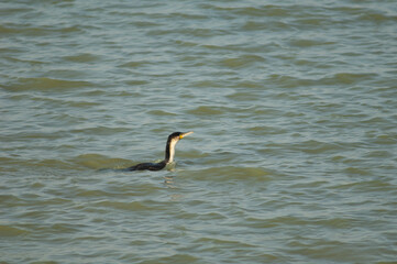 Great cormorant Phalacrocorax carbo in a lagoon. Oiseaux du Djoudj National Park. Saint-Louis....