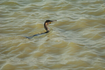 Great cormorant Phalacrocorax carbo in a lagoon. Oiseaux du Djoudj National Park. Saint-Louis....