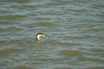 Great cormorant Phalacrocorax carbo with a catfish. Oiseaux du Djoudj National Park. Saint-Louis....