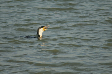 Great cormorant Phalacrocorax carbo eating a catfish. Oiseaux du Djoudj National Park. Saint-Louis. Senegal.