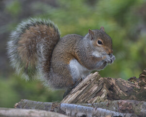 Naklejka na ściany i meble Eastern gray squirrel on an old logpile.