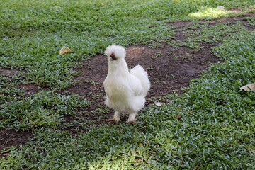 White Silkie Hen