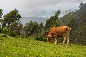 Cow grazing in the Cantabrian mountain range, Asturias.