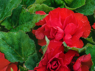 Elatior begonias red flowers. Flowering plant of begonia hybrid elatior, Begoniaceae. © bonilook