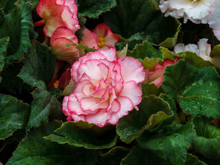 Elatior begonias pimk flowers. Flowering plant of begonia hybrid elatior, Begoniaceae. © bonilook