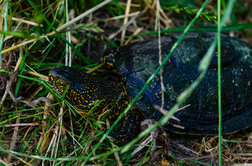 The European pond turtle crawls to the river along the shore. This is a long-lived species of freshwater turtles. A series of photos.