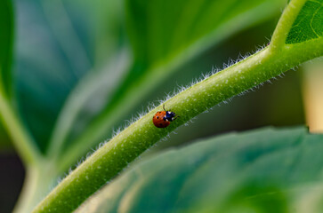 spring messenger, ladybug on flowering branch