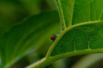 spring messenger, ladybug on flowering branch