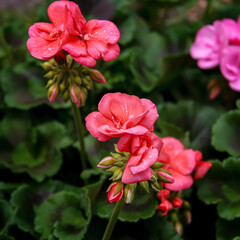 Geranium pink flowers. Geranium plant in the garden