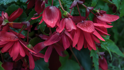 Large double begonia flowers close-up © bonilook