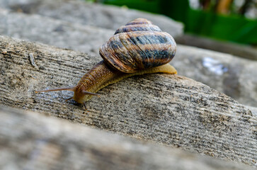 A large snail in the shell crawls on the slate, a summer day in the garden. A series of photographs 