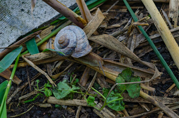 A large snail in the shell crawls on the slate, a summer day in the garden. A series of photographs...