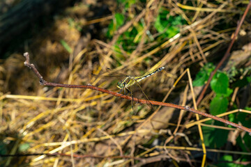 Dragonfly. Beautiful dragonfly in the nature habitat. The dragonfly is hunting. Macro shots of a dragonfly.