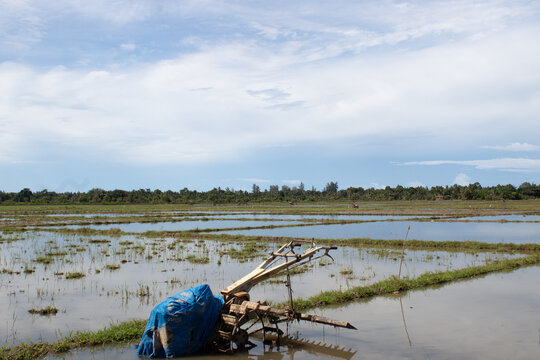 A rice field hijacker in the middle of the rice field