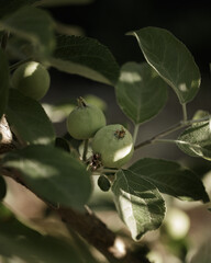 Summer time. Growing fruitage of apples on a tree.