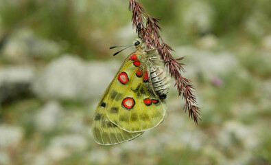 Apollo mountain Parnassius apollo butterfly resting on stem plant grass flower, butterflies,...