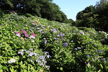 埼玉県幸手市権現堂のアジサイ