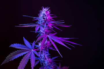 Deep purple Cannabis plant. Marijuana flower. Medical Marijuana in violet neon light on black background. Aesthetic beautiful cannabis hemp