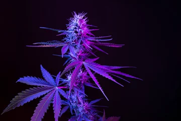 Fotobehang Deep purple Cannabis plant. Marijuana flower. Medical Marijuana in violet neon light on black background. Aesthetic beautiful cannabis hemp © Tsareva.pro