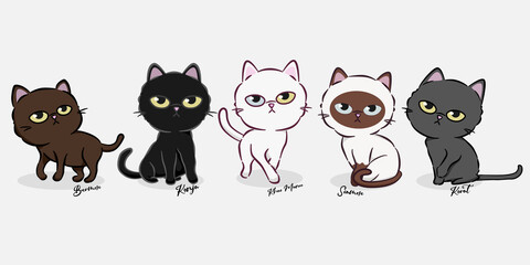 Thai cartoon cat set with simple design. This collection of five cat breeds, the most beautiful cats in Thailand. Vector illustration on the background. Cute style design for cards, posters, all prin